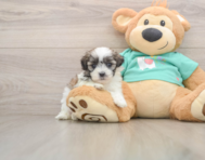 7 week old Teddy Bear Puppy For Sale - Windy City Pups