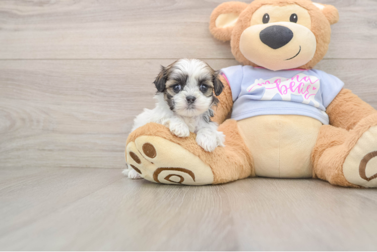 Adorable Shichon Designer Puppy