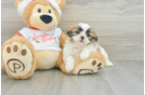 Petite Teddy Bear Designer Pup