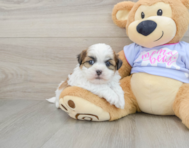 7 week old Teddy Bear Puppy For Sale - Windy City Pups