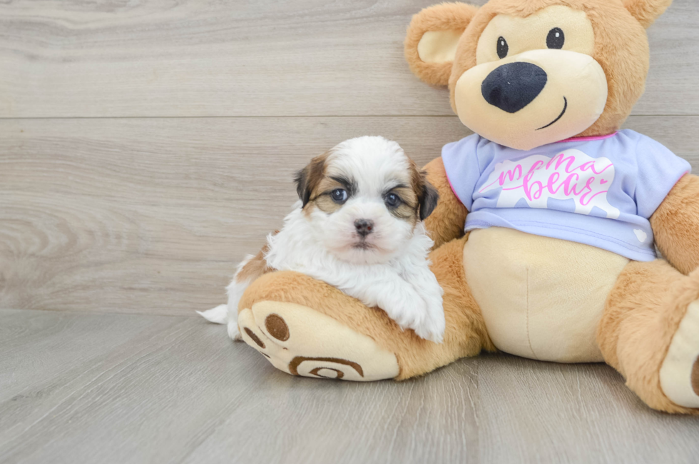 7 week old Teddy Bear Puppy For Sale - Windy City Pups