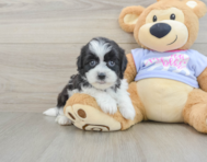 6 week old Teddy Bear Puppy For Sale - Windy City Pups