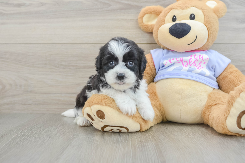6 week old Teddy Bear Puppy For Sale - Windy City Pups