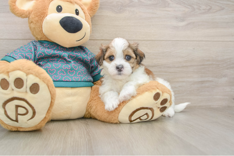 Funny Teddy Bear Designer Pup
