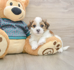 6 week old Teddy Bear Puppy For Sale - Windy City Pups