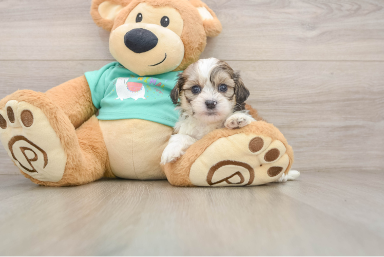 Energetic Shichon Designer Puppy