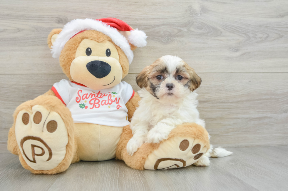 6 week old Teddy Bear Puppy For Sale - Windy City Pups