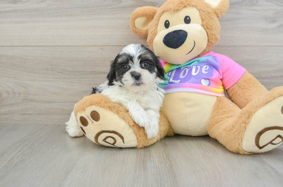 7 week old Teddy Bear Puppy For Sale - Windy City Pups