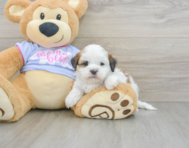 7 week old Teddy Bear Puppy For Sale - Windy City Pups