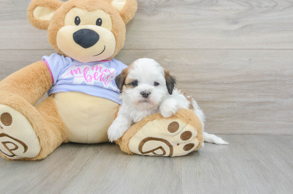 7 week old Teddy Bear Puppy For Sale - Windy City Pups