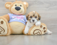 6 week old Teddy Bear Puppy For Sale - Windy City Pups