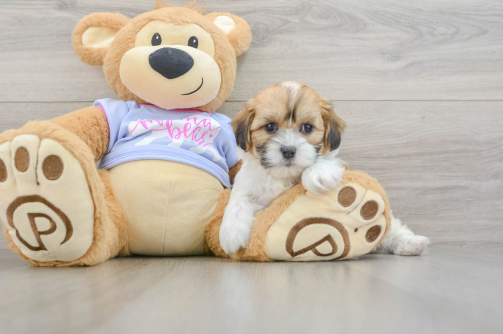 6 week old Teddy Bear Puppy For Sale - Windy City Pups