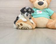 7 week old Teddy Bear Puppy For Sale - Windy City Pups