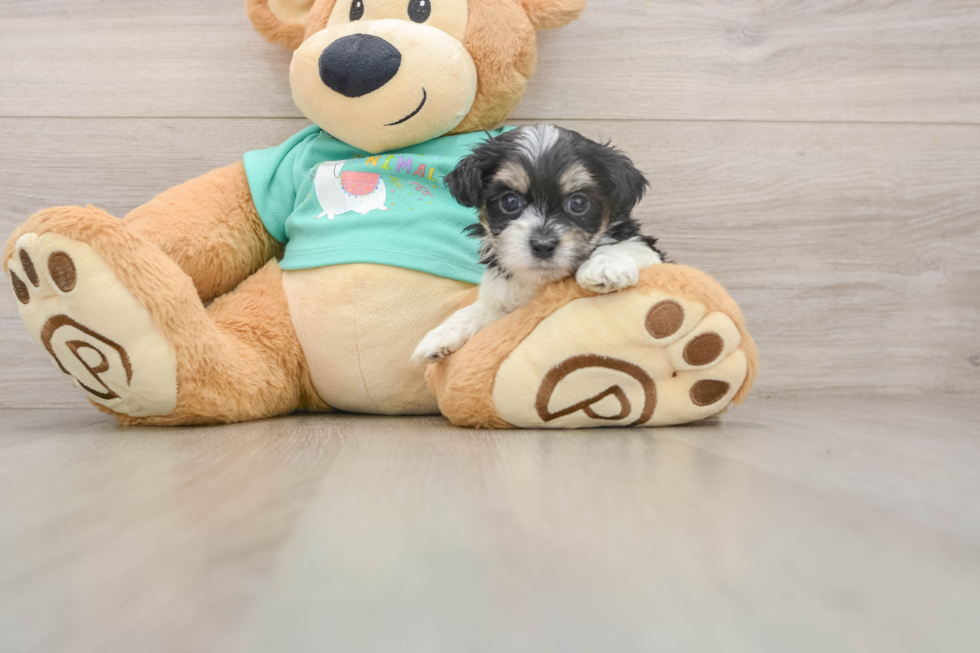 Energetic Shit Designer Puppy
