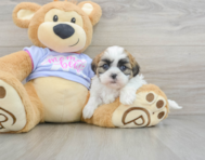 7 week old Teddy Bear Puppy For Sale - Windy City Pups