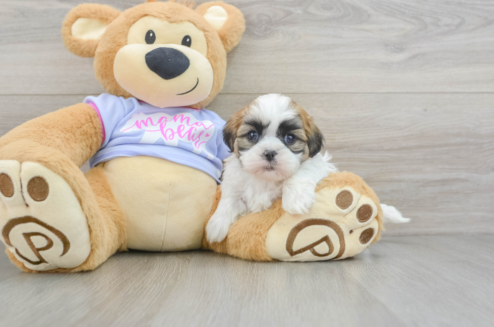 7 week old Teddy Bear Puppy For Sale - Windy City Pups