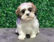 9 week old Teddy Bear Puppy For Sale - Windy City Pups