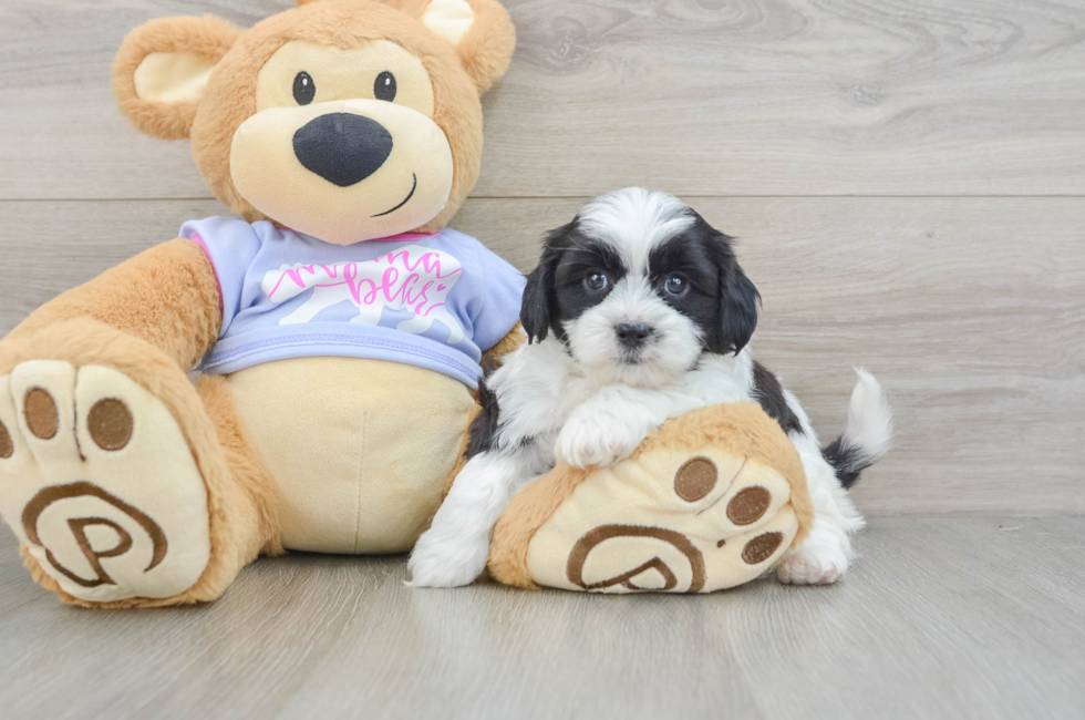 5 week old Teddy Bear Puppy For Sale - Windy City Pups