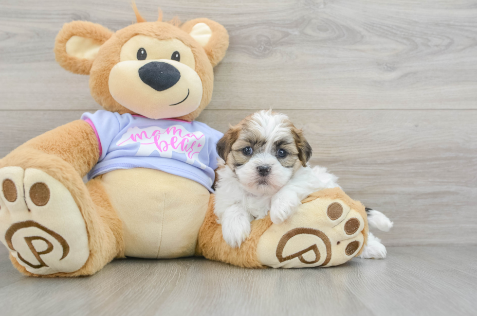 7 week old Teddy Bear Puppy For Sale - Windy City Pups