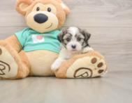 7 week old Teddy Bear Puppy For Sale - Windy City Pups