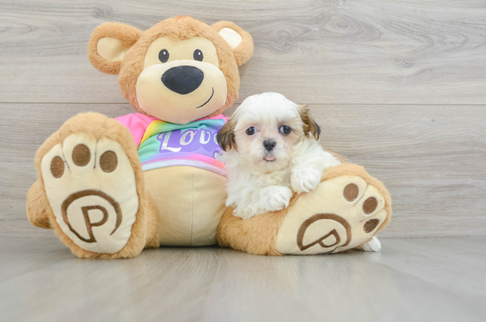 7 week old Teddy Bear Puppy For Sale - Windy City Pups