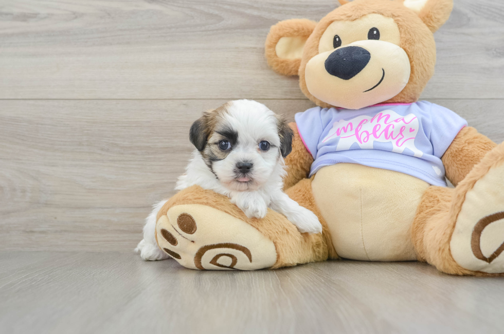 7 week old Teddy Bear Puppy For Sale - Windy City Pups