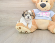 9 week old Teddy Bear Puppy For Sale - Windy City Pups
