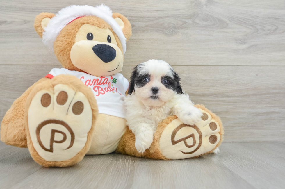 6 week old Teddy Bear Puppy For Sale - Windy City Pups