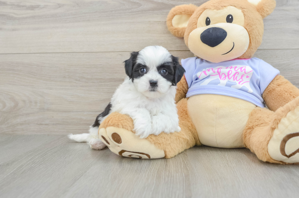 5 week old Teddy Bear Puppy For Sale - Windy City Pups
