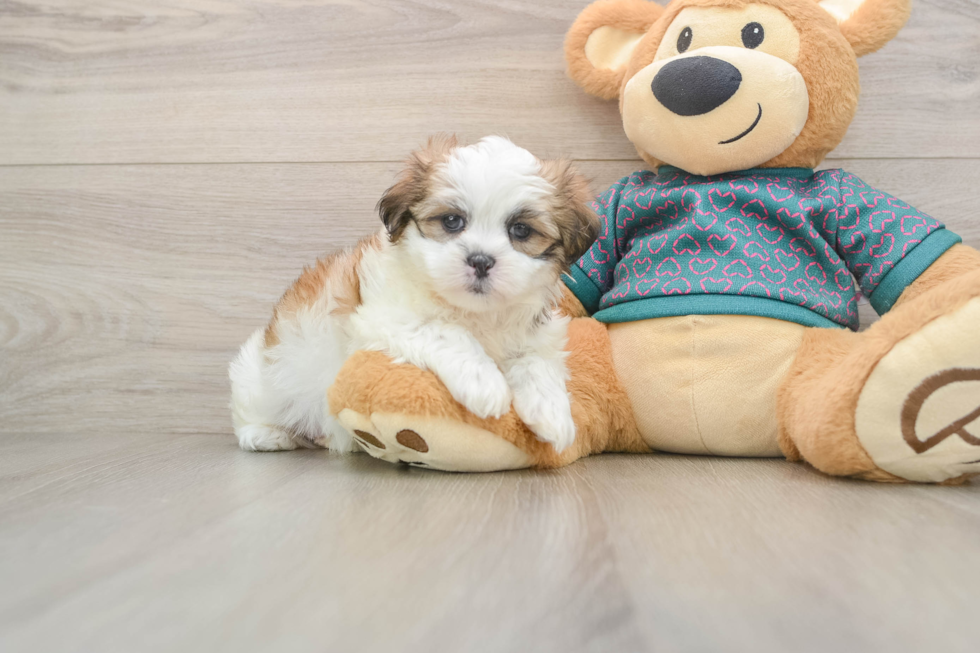 Little Shit Designer Puppy