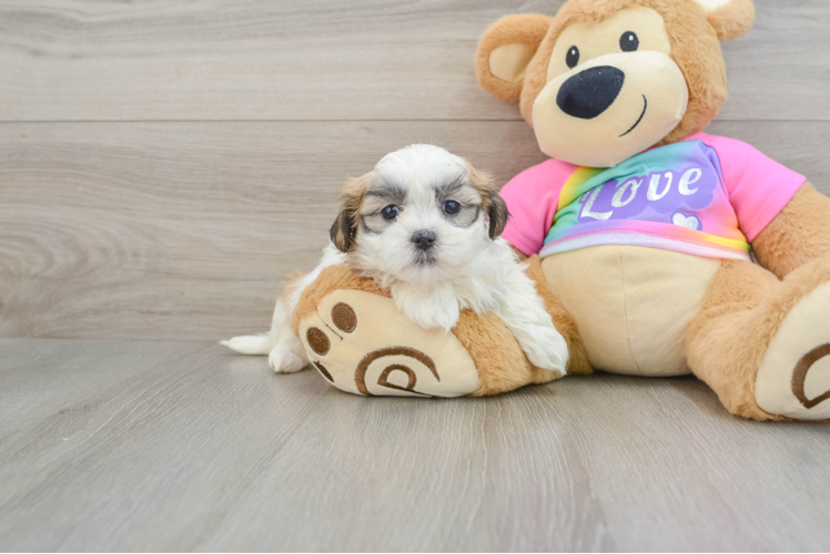 Petite Teddy Bear Designer Pup