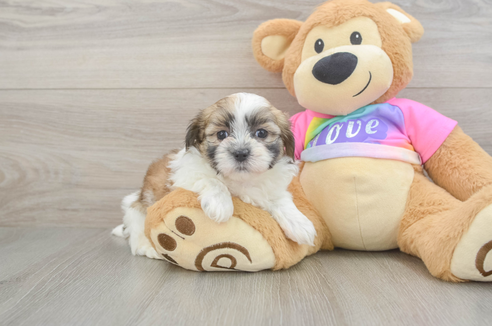 6 week old Teddy Bear Puppy For Sale - Windy City Pups