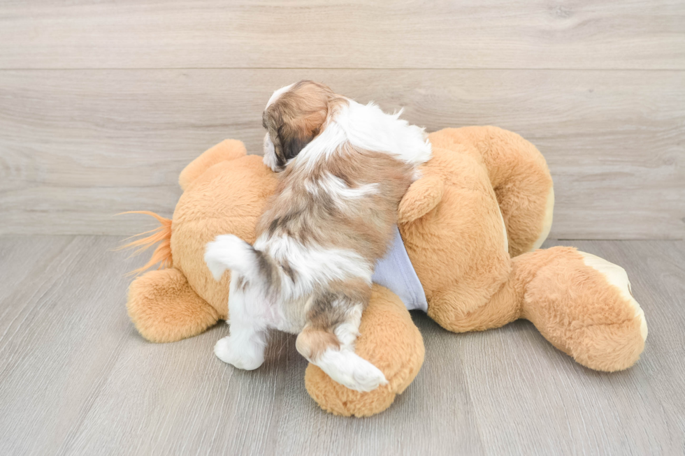 Happy Teddy Bear Baby