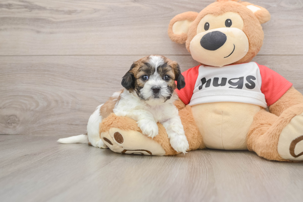 Popular Teddy Bear Designer Pup