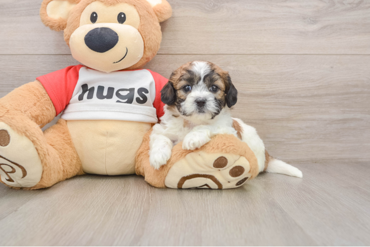 Best Teddy Bear Baby