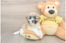 Funny Teddy Bear Designer Pup