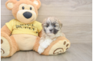 Teddy Bear Pup Being Cute