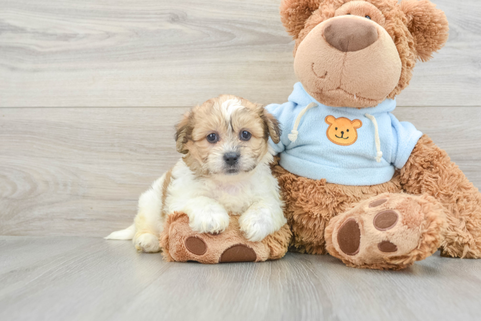 Teddy Bear Puppy for Adoption