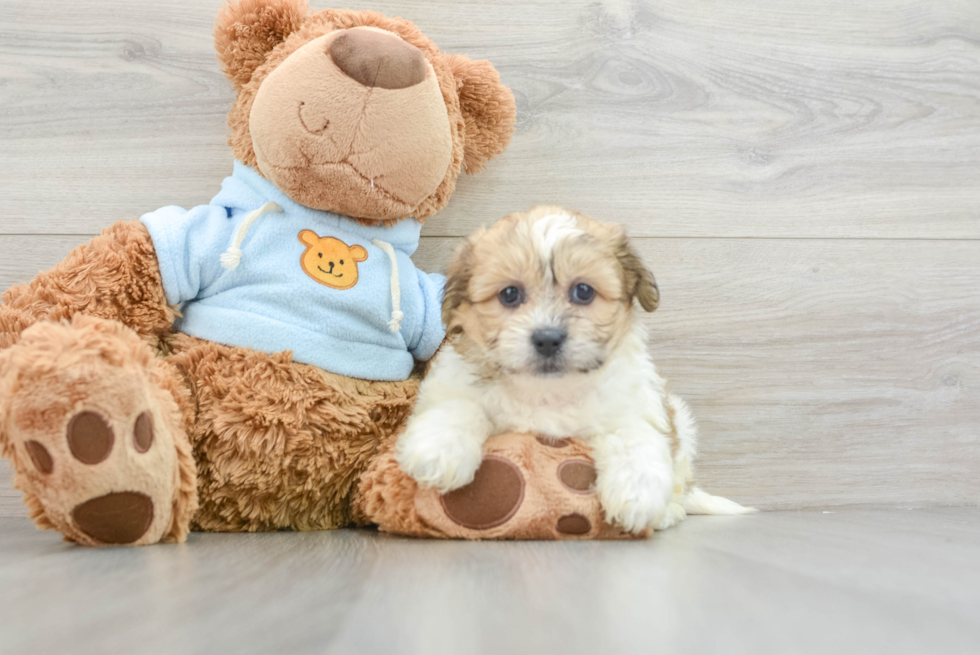 Teddy Bear Pup Being Cute