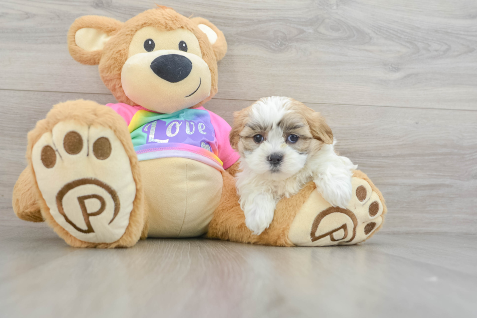 Hypoallergenic Shi Chon Designer Puppy