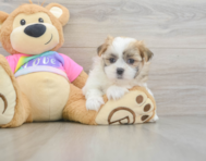 7 week old Teddy Bear Puppy For Sale - Windy City Pups