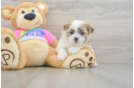 Cute Teddy Bear Baby