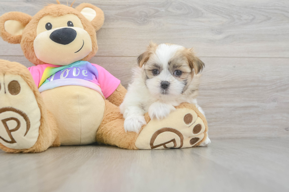6 week old Teddy Bear Puppy For Sale - Windy City Pups