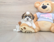 8 week old Teddy Bear Puppy For Sale - Windy City Pups