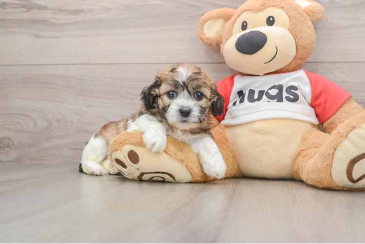 Hypoallergenic Shitzu Designer Puppy