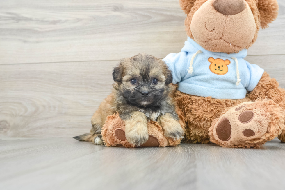 Teddy Bear Puppy for Adoption