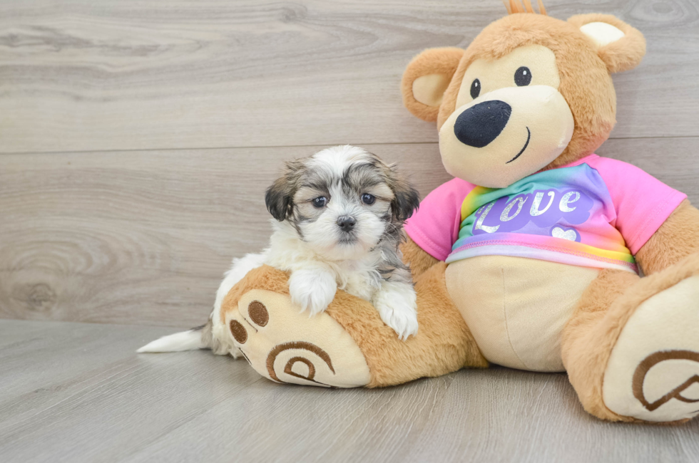 8 week old Teddy Bear Puppy For Sale - Windy City Pups