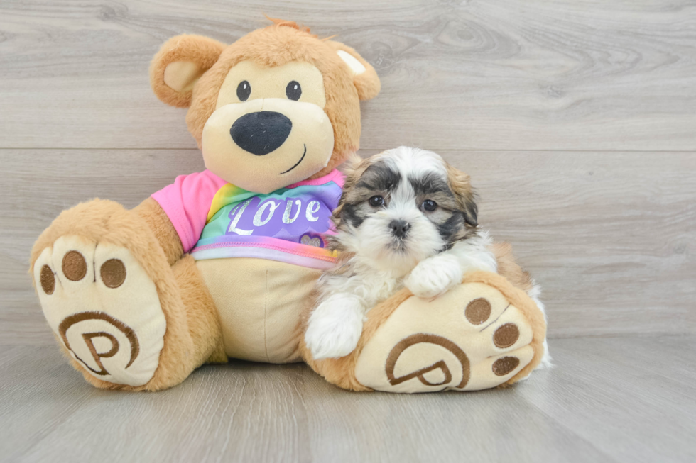 Funny Teddy Bear Designer Pup