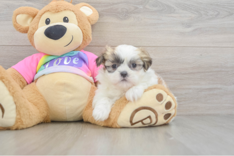 Teddy Bear Puppy for Adoption