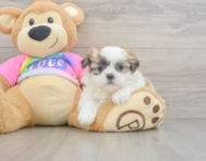 7 week old Teddy Bear Puppy For Sale - Windy City Pups